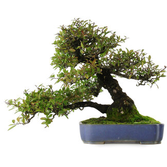 Pyracantha, 41,5 cm, ± 30 jaar oud