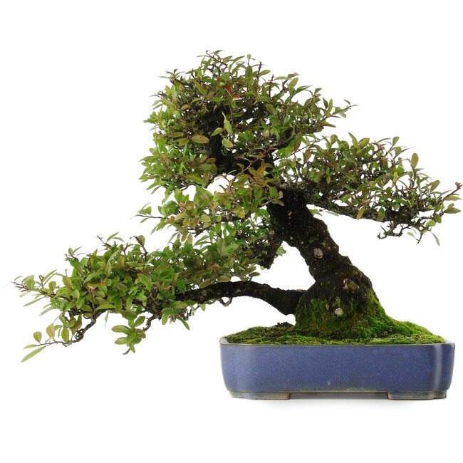 Feuerdorn, 41,5 cm, ± 30 Jahre alt, in einem Topf mit mehreren Absplitterungen der Glasur