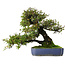 Pyracantha, 41,5 cm, ± 30 ans, dans un pot avec de multiples éclats de la glaçure
