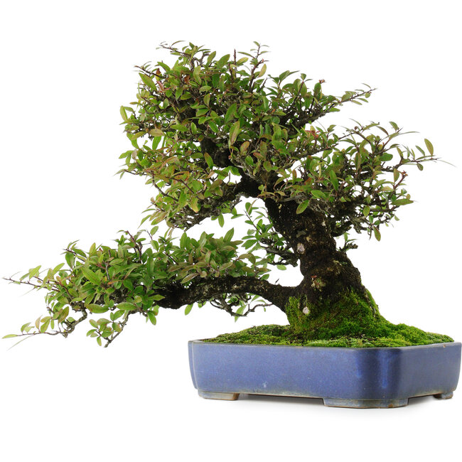 Pyracantha, 41,5 cm, ± 30 ans, dans un pot avec de multiples éclats de la glaçure