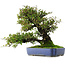 Pyracantha, 41,5 cm, ± 30 jaar oud, in een pot met meerdere glazuurchips