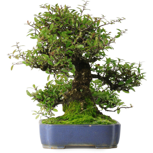 Pyracantha, 41,5 cm, ± 30 years old, in a pot with multiple chips of the glaze