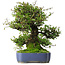 Pyracantha, 41,5 cm, ± 30 ans, dans un pot avec de multiples éclats de la glaçure
