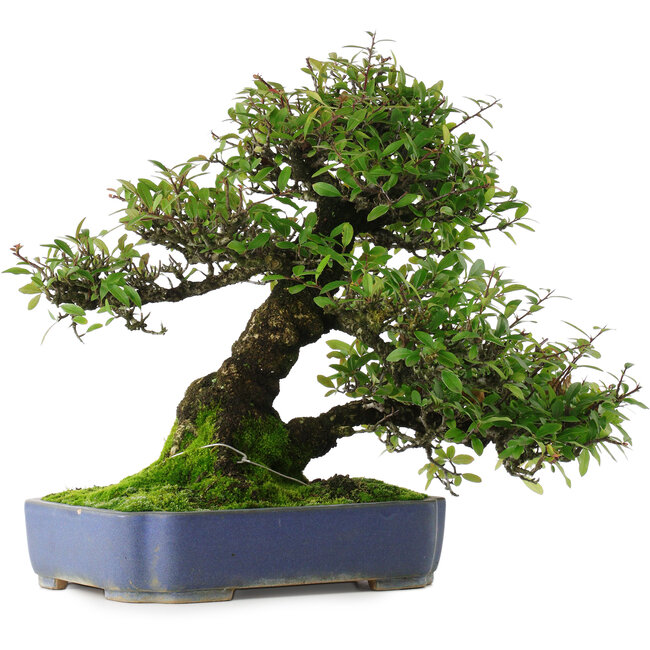 Pyracantha, 41,5 cm, ± 30 jaar oud, in een pot met meerdere glazuurchips