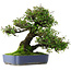 Pyracantha, 41,5 cm, ± 30 ans, dans un pot avec de multiples éclats de la glaçure
