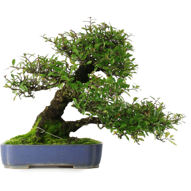 Pyracantha, 41,5 cm, ± 30 ans, dans un pot avec de multiples éclats de la glaçure