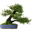 Pyracantha, 41,5 cm, ± 30 jaar oud, in een pot met meerdere glazuurchips