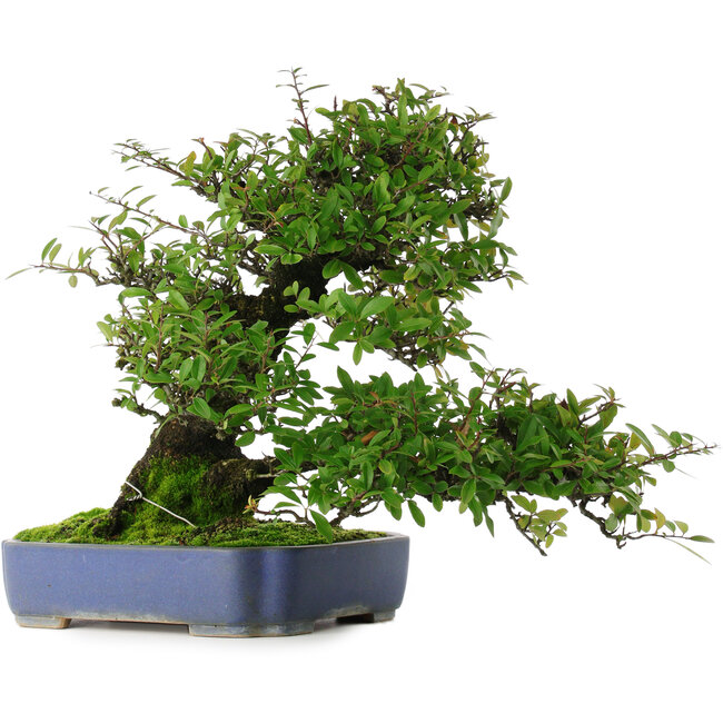 Pyracantha, 41,5 cm, ± 30 years old, in a pot with multiple chips of the glaze