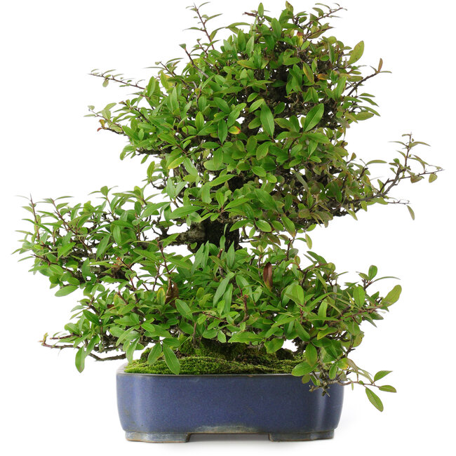 Pyracantha, 41,5 cm, ± 30 anni, in un vaso con più scaglie di smalto