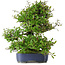 Pyracantha, 41,5 cm, ± 30 ans, dans un pot avec de multiples éclats de la glaçure
