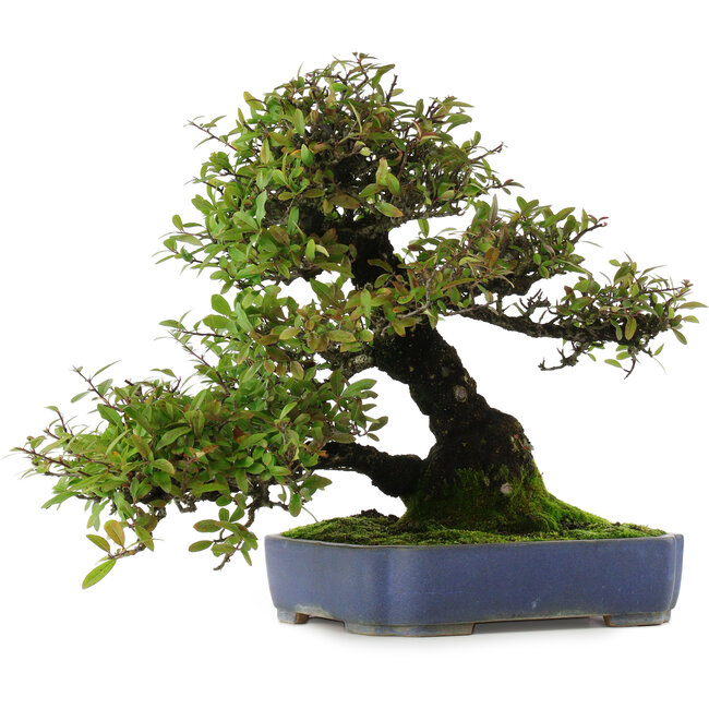 Pyracantha, 41,5 cm, ± 30 ans, dans un pot avec de multiples éclats de la glaçure