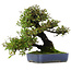 Pyracantha, 41,5 cm, ± 30 ans, dans un pot avec de multiples éclats de la glaçure
