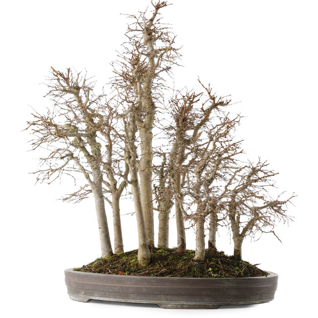 Zelkova serrata, 53 cm, ± 20 ans, dans un pot japonais fait main par Yamaaki