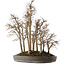 Zelkova serrata, 53 cm, ± 20 jaar oud, in een handgemaakte Japanse pot van Yamaaki