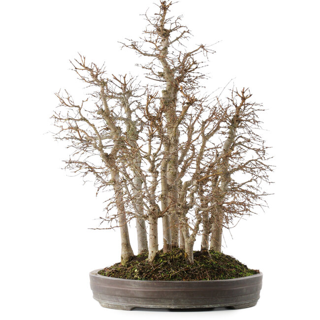 Zelkova serrata, 53 cm, ± 20 jaar oud, in een handgemaakte Japanse pot van Yamaaki