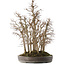 Zelkova serrata, 53 cm, ± 20 jaar oud, in een handgemaakte Japanse pot van Yamaaki
