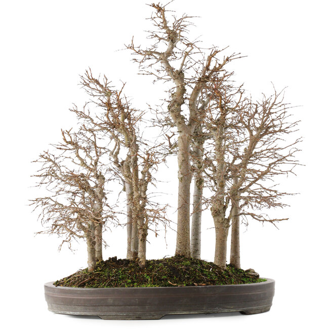 Zelkova serrata, 53 cm, ± 20 anni, in un vaso giapponese fatto a mano da Yamaaki