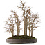 Zelkova serrata, 53 cm, ± 20 jaar oud, in een handgemaakte Japanse pot van Yamaaki