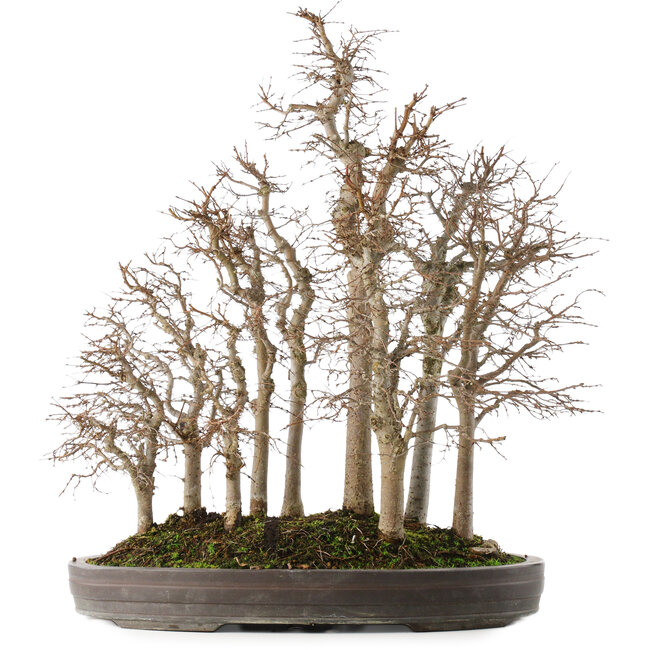 Zelkova serrata, 53 cm, ± 20 Jahre alt, in einem handgefertigten japanischen Topf von Yamaaki