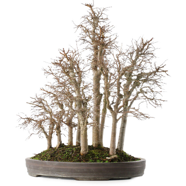 Zelkova serrata, 53 cm, ± 20 jaar oud, in een handgemaakte Japanse pot van Yamaaki