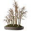 Zelkova serrata, 53 cm, ± 20 jaar oud, in een handgemaakte Japanse pot van Yamaaki