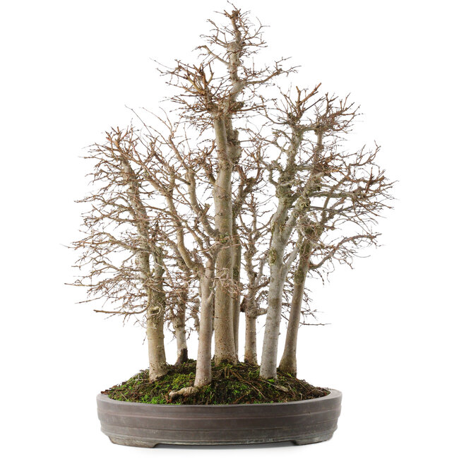 Zelkova serrata, 53 cm, ± 20 ans, dans un pot japonais fait main par Yamaaki