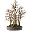 Zelkova serrata, 53 cm, ± 20 jaar oud, in een handgemaakte Japanse pot van Yamaaki
