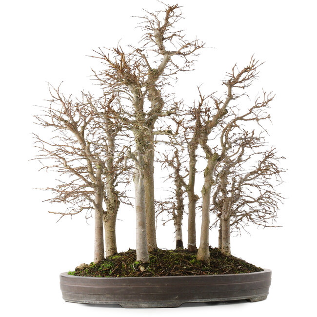 Zelkova serrata, 53 cm, ± 20 Jahre alt, in einem handgefertigten japanischen Topf von Yamaaki