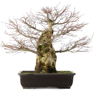 Acer palmatum, 49,5 cm, ± 25 jaar oud