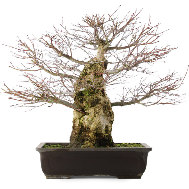 Acer palmatum, 49,5 cm, ± 25 jaar oud