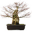 Acer palmatum, 49,5 cm, ± 25 anni