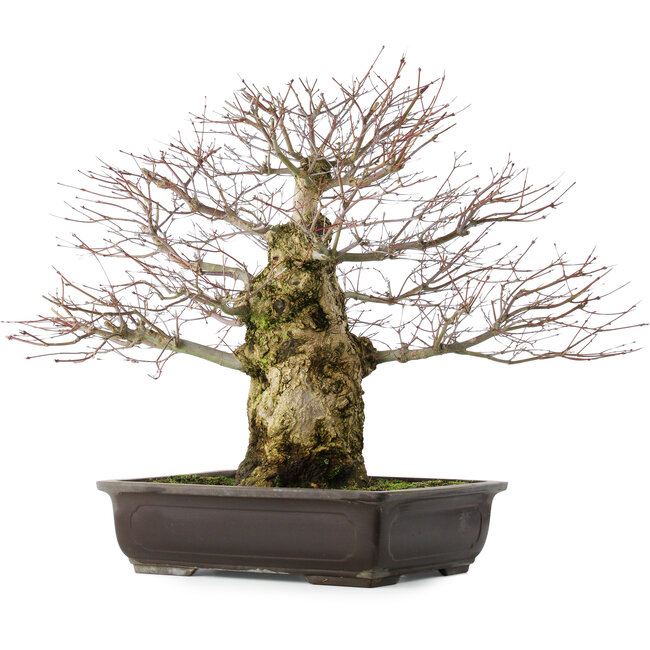 Acer palmatum, 49,5 cm, ± 25 Jahre alt