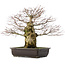 Acer palmatum, 49,5 cm, ± 25 ans
