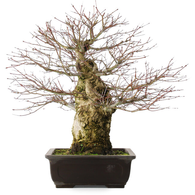 Acer palmatum, 49,5 cm, ± 25 ans
