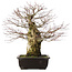 Acer palmatum, 49,5 cm, ± 25 jaar oud