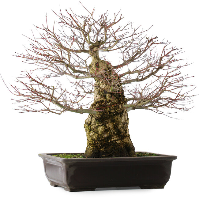 Acer palmatum, 49,5 cm, ± 25 jaar oud