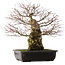 Acer palmatum, 49,5 cm, ± 25 years old