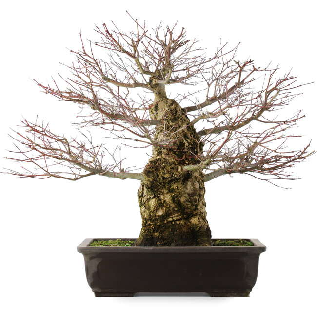 Acer palmatum, 49,5 cm, ± 25 ans