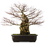 Acer palmatum, 49,5 cm, ± 25 years old