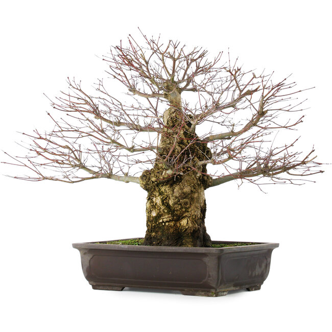 Acer palmatum, 49,5 cm, ± 25 Jahre alt