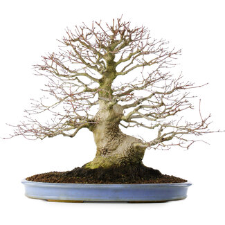 Acer palmatum, 51,5 cm, ± 40 Jahre alt