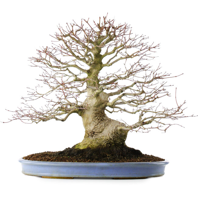 Acer palmatum, 51,5 cm, ± 40 years old, in a handmade Chinese pot (repotted 2024)