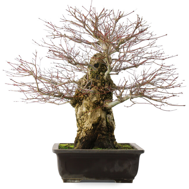Acer palmatum, 49,5 cm, ± 25 Jahre alt