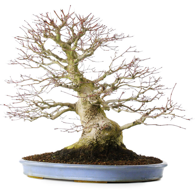 Acer palmatum, 51,5 cm, ± 40 Jahre alt, in einem handgefertigten chinesischen Topf (umgetopft 2024)