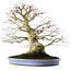 Acer palmatum, 51,5 cm, ± 40 years old, in a handmade Chinese pot (repotted 2024)