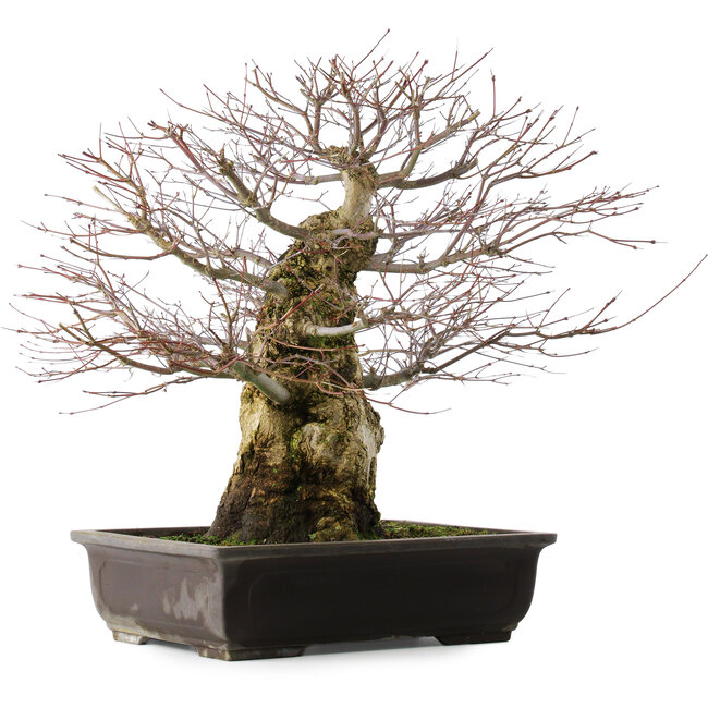 Acer palmatum, 49,5 cm, ± 25 jaar oud