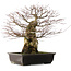 Acer palmatum, 49,5 cm, ± 25 years old