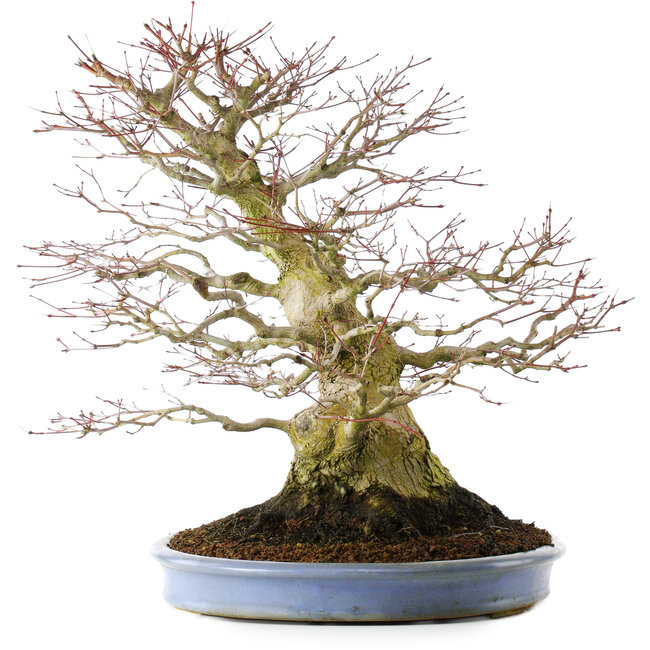 Acer palmatum, 51,5 cm, ± 40 ans, dans un pot chinois fait main (rempoté en 2024)