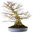 Acer palmatum, 51,5 cm, ± 40 years old, in a handmade Chinese pot (repotted 2024)