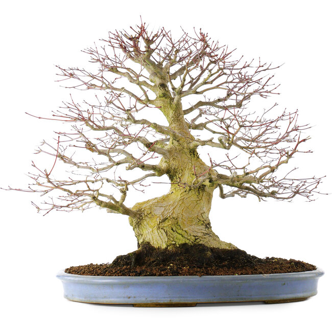 Acer palmatum, 51,5 cm, ± 40 years old, in a handmade Chinese pot (repotted 2024)